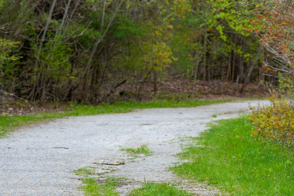 A path curving through a wooded landscape.
